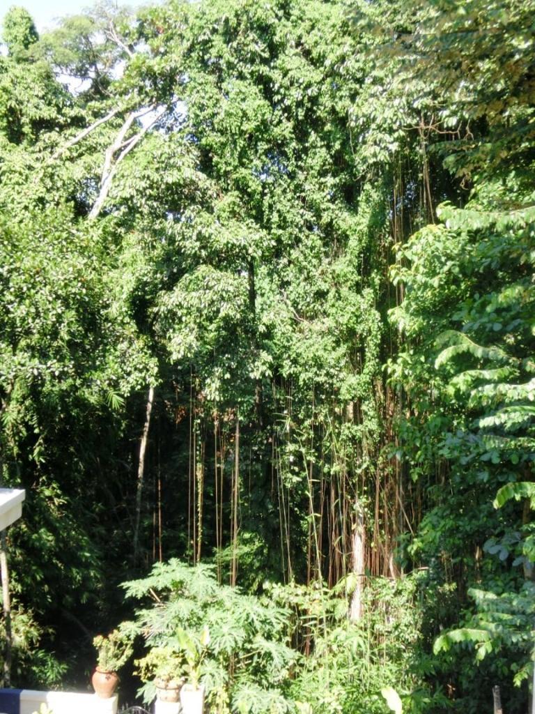Latugu Homestay Ubud Kamer foto
