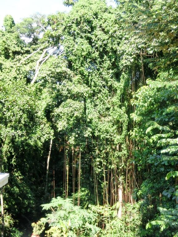 Latugu Homestay Ubud Buitenkant foto